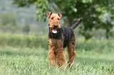 AIREDALE TERRIER 314